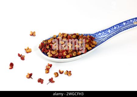 Ein Suppenlöffel getrocknete da Hong Pao Sichuan Pfefferkörner (Zanthoxylum bungeanum) 大紅袍 花椒 stachelige Aschebeeren auf weißem Hintergrund. Stockfoto