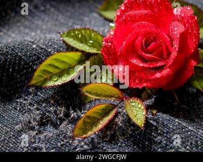 Eine Nahaufnahme einer roten Rose (rosa gallica) mit Wassertropfen auf einem dunklen Stoff Stockfoto