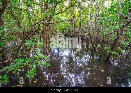 Mangrovenbäume jozani Wald Sansibar Stockfoto