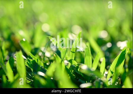 Leuchtend grüne Grasblätter, die im Sonnenlicht leuchten und unscharfen Hintergrund Stockfoto