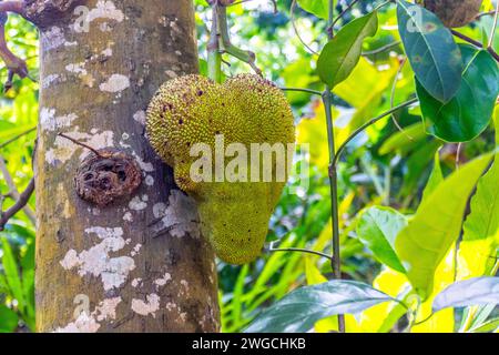 Jackfrucht Stockfoto