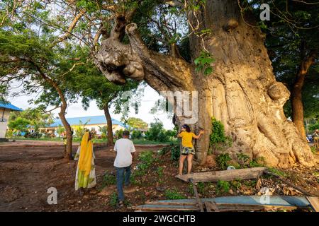 Baobab-Baum in Sansibar Stockfoto