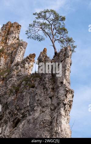 Eine vertikale Pine (Pinus) hoch auf einer steilen Klippe Stockfoto