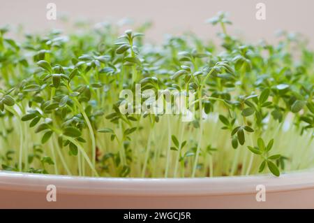 Eine Nahaufnahme der wachsenden Kresse auf einer weißen Platte Stockfoto