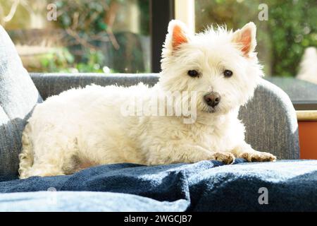 Ein West Highland Terrier, der sich in einem Wohnhaus entspannt. Stockfoto