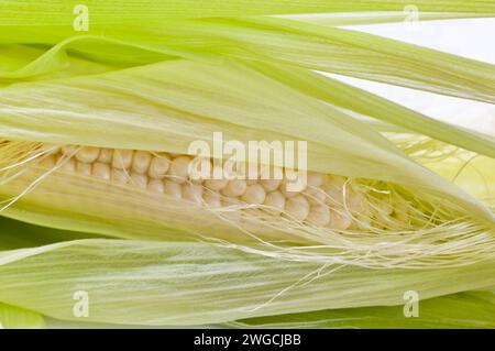 Eine Nahaufnahme eines geöffneten frischen Maiskolbens Stockfoto