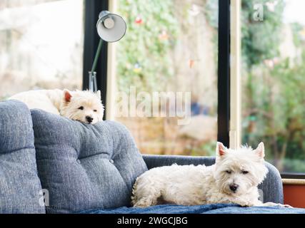 Zwei West Highland Terriers, die sich in einem Haus entspannen. Stockfoto