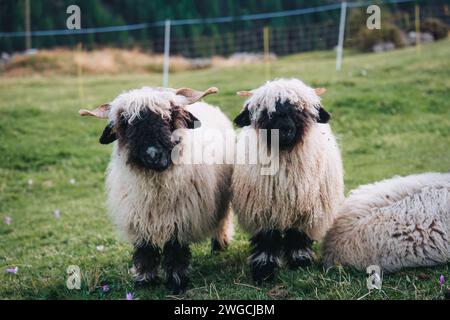 Ein Paar Walliser Schaf-Wolle im Stall auf dem Hügel zwischen den Schweizer Alpen auf dem Land der Schweiz Stockfoto
