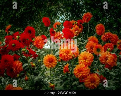 Leuchtende rote und orangene Blumen, kunstvoll vor einer majestätischen Kulisse aus Bäumen angeordnet Stockfoto