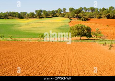 Anbau Feld. Cuenca Provinz, Castilla La Mancha, Spanien. Stockfoto