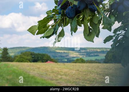 Baumzweige voller Pflaumen im Garten Vegetation Hintergrund sonniger Herbsttag Stockfoto