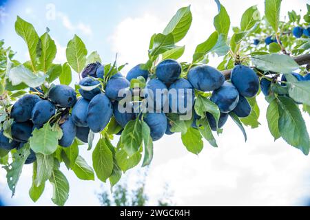 Baumzweige voller Pflaumen im Garten Vegetation Hintergrund sonniger Herbsttag Stockfoto