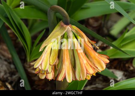 Cyrtanthus falcatus ist eine südafrikanische burgunderrote mehrjährige Blumenpflanze, die auch als Falcate Fire Lily bekannt ist Stockfoto