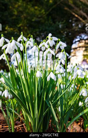 Schneeglöckchen (Galanthus nivalis) blühen in einem Waldgarten. Dorset, England, Großbritannien Stockfoto