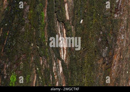 Metasequoia glyptostroboides braune Baumrinde, Makro Nahaufnahme Textur Hintergrund, allgemein bekannt als Morning Redwood, Stockfoto Bild Stockfoto