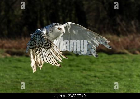 Schneeauge Raubvogel mit seinen Flügeln im Flug ausgebreitet, Stockfotobild Stockfoto