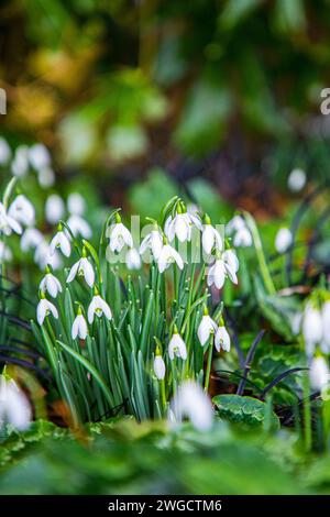 Schneeglöckchen (Galanthus nivalis) blühen in einem Waldgarten. Dorset, England, Großbritannien Stockfoto