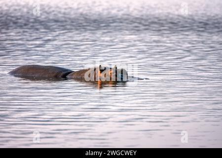 Flusspferde, Flusspferde, die im Okavango Delta aus dem Wasser lauern Stockfoto