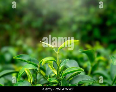Nahaufnahme des grünen Teeblattes in der Bio-Teefarm, Hintergrund der Teeplantage. Nahaufnahme frischer Natur grüner Tee Blätter Pflanze, Landwirtschaft Feld. Stockfoto