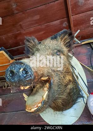 Köpfe von einem ausgestopften Wildschwein im Hunter s Haus. Stockfoto