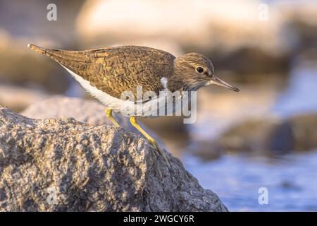 Sandpiper (Actitis hypoleucos) auf der Suche nach Nahrung während der Migration auf Lesbos Island. Wildnis-Szene der Natur in Europa. Stockfoto