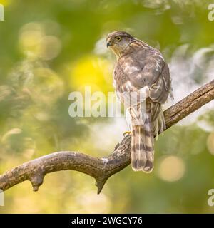 Eurasischer sparrowhawk (Accipiter nisus) weiblicher Raubvogel, auch bekannt als der nördliche sparrowhawk oder der sparrowhawk, der auf einem Ast sitzt. Wildtiere sc Stockfoto