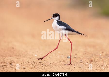 Schwarzflügelstiel (Himantopus himantopus) Vogelwaten am Strand während der Wanderung vor hellem Hintergrund bei Sonnenuntergang. Ebro Delta, Spanien. Wildtierart Stockfoto