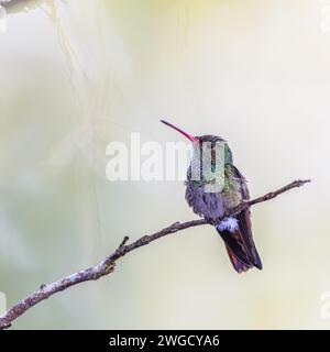 Kolibri (Amazilia rutila). Weiblicher Vogel, der auf dem Zweig auf hellem Untergrund ruht. Naturszene in Zentralamerika. Stockfoto