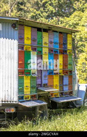 Lkw mit Bienenstöcken in vielen verschiedenen Farben Stockfoto