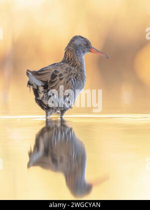 Wasserbahn (Rallus aquaticus) im wunderschönen Hintergrund. Dieser Vogel züchtet in gut vegetierten Feuchtgebieten in Europa, Asien und Nordafrika. Wildtier-Scen Stockfoto