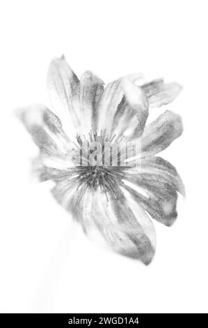 Weich und Bleistift wie ein schwarz-weißes Bild der offenen Blume des großen Meisterworts Stockfoto