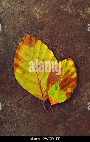 Zwei Herbstblätter der Buche, die sich von gelb und grün zu goldbraun färben, liegen auf Sandstein Stockfoto