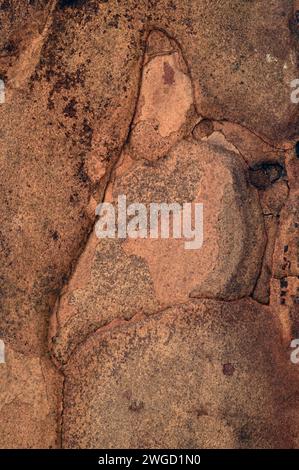 Nahaufnahme der roten Rindenplatten der japanischen Lärche Stockfoto