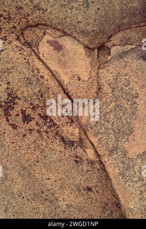 Nahaufnahme der roten Rindenplatten der japanischen Lärche Stockfoto