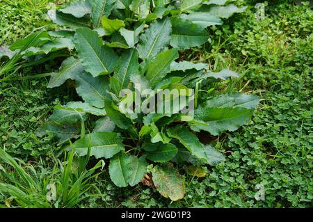 Rumex obtusifolius L, breitblättriges Dock Stockfoto