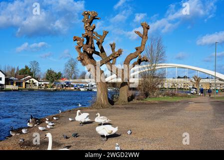 Der Fluss bei Walton auf der Themse mit der Straßenbrücke im Hintergrund an einem sonnigen Wintertag Surrey England UK Stockfoto