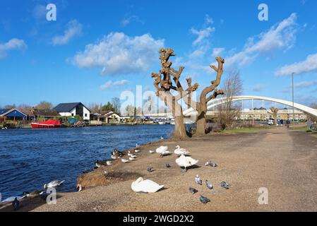 Der Fluss bei Walton auf der Themse mit der Straßenbrücke im Hintergrund an einem sonnigen Wintertag Surrey England UK Stockfoto