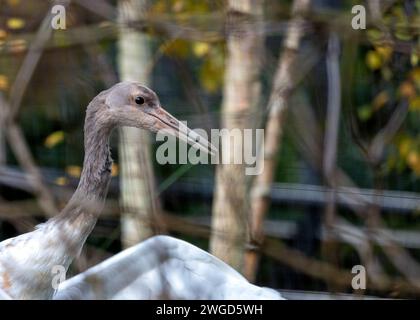 Majestätischer Sibirischer Kranich, Grus leucogeranus, schmückt die Feuchtgebiete Asiens mit seinem eleganten weißen Gefieder, den markanten schwarzen Markierungen und der Zuggra Stockfoto