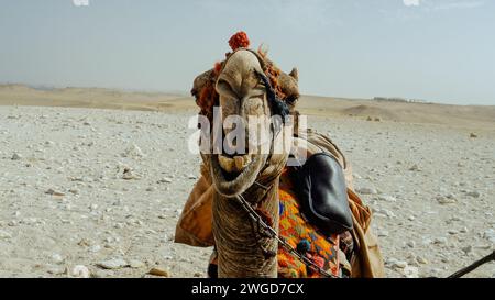 Ein Kamel, das seine Zähne zeigt in Gizeh, Ägypten Stockfoto