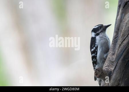 Weibliche Flaume, Spechte, Dryobates pubescens, auf einem Baumstamm auf der Suche nach Nahrung Stockfoto