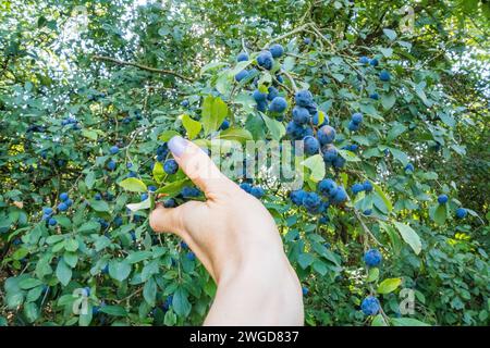 Waldbeeren pflücken. Prunus spinosa, genannt Schwarzdorn oder langsam. Zadni Treban Stockfoto