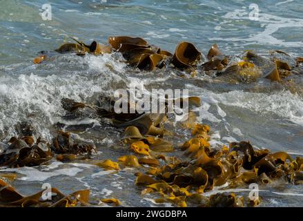 Stierseetang, Durvillaea potatoes, in flachem Wasser bei Ebbe an der felsigen Küste, Pirates Bay, Tasmanien. Stockfoto