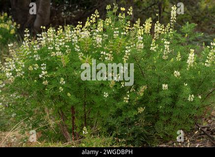 Lupine, Lupinus arboreus, in Blüte, naturalisiert auf Sanddünen in Tasmanien. Stockfoto