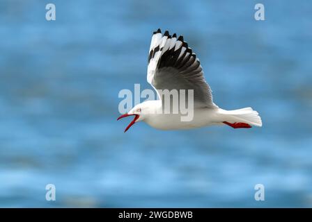 Silbermöwe, Chroicocephalus novaehollandiae, im Flug, auf der Suche nach Nahrung entlang der Flutlinie. Tasmanien. Stockfoto