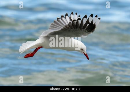 Silbermöwe, Chroicocephalus novaehollandiae, im Flug, auf der Suche nach Nahrung entlang der Flutlinie. Tasmanien. Stockfoto