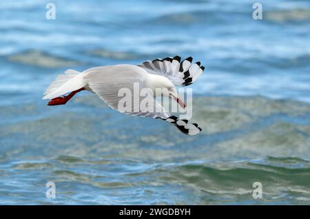 Silbermöwe, Chroicocephalus novaehollandiae, im Flug, auf der Suche nach Nahrung entlang der Flutlinie. Tasmanien. Stockfoto