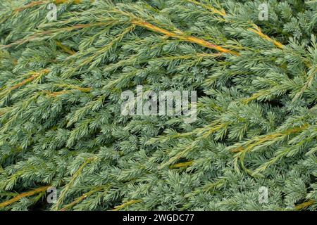 Juniperus squamata „Blauer Teppich“ oder Himalaya-Wacholder „Blauer Teppich“, Laub. Im Garten. Stockfoto