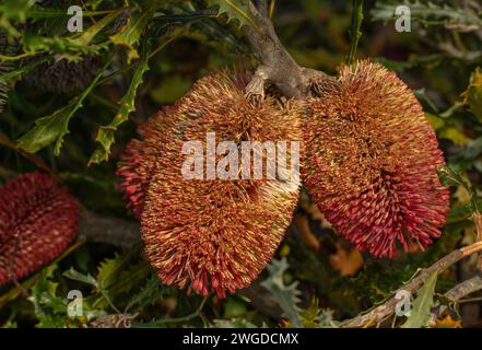 Caley's banksia, oder Red Laterne banksia, Banksia caleyi, in Blume; aus Western Australia. Stockfoto