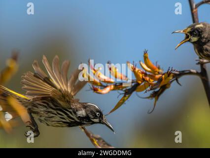 Zwei New Holland Honeyeater, Phylidonyris novaehollandiae, kämpfen gegen Neuseeland Flachs, Tasmanien. Stockfoto