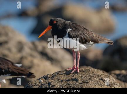 Rattenfänger, Haematopus longirostris, hoch oben auf Felsen am Ufer Tasmaniens. Stockfoto